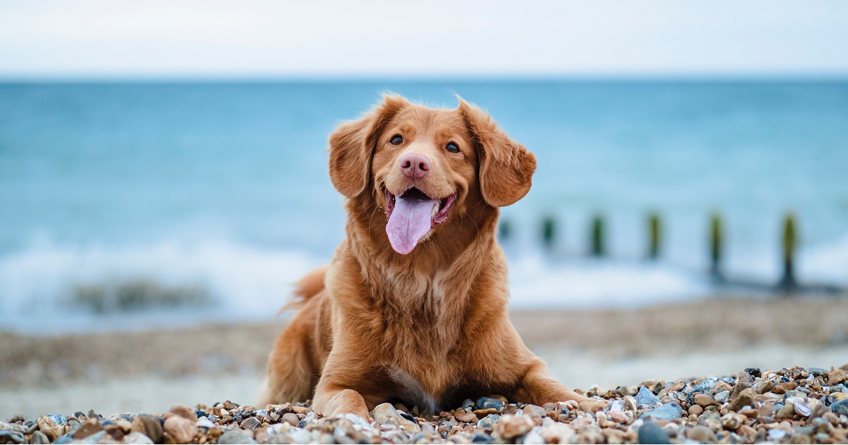 Pes na plaži ob morju