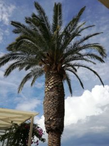 palma na plaži v Podgorju, Hrvaška